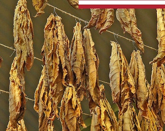 1000 Gold Leaf 939 Tobacco Seeds ~ Bright Leaf Nicotiana Tabacum ~ Good Yields!
