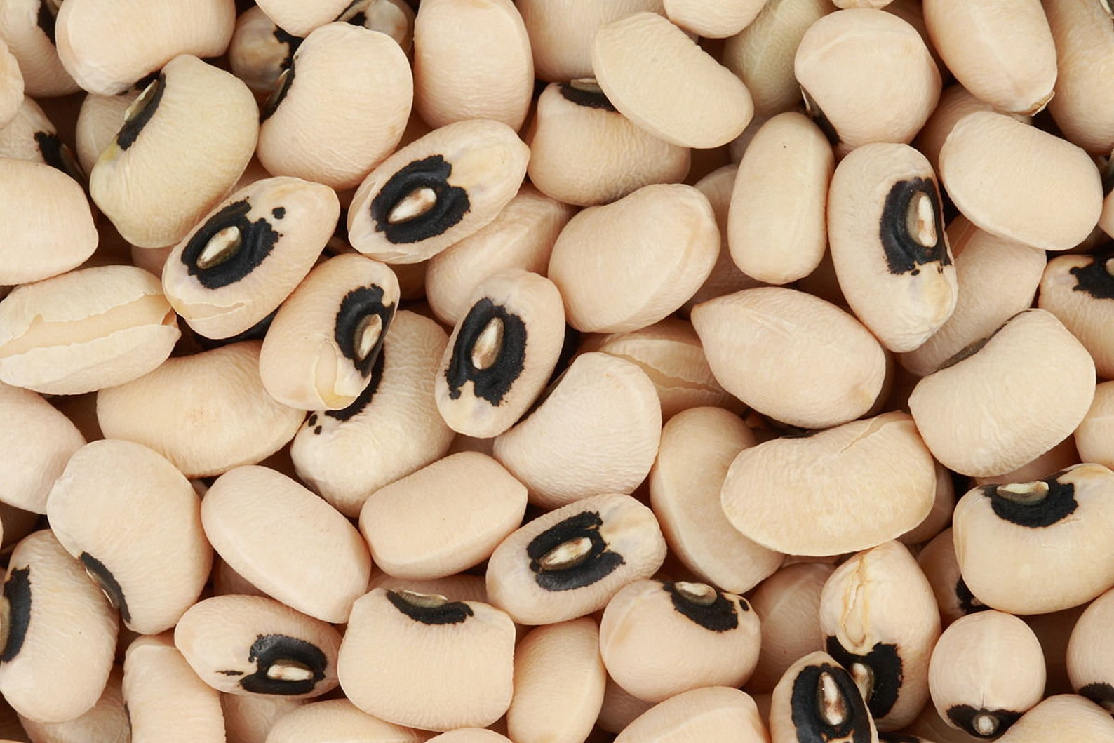 50 California Blackeye Cowpea Seeds NonGMO Heirloom Seeds Etsy