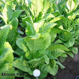 1000 African Red Tobacco Seeds Bright Leaf Nicotiana Tabacum High Nic image 2