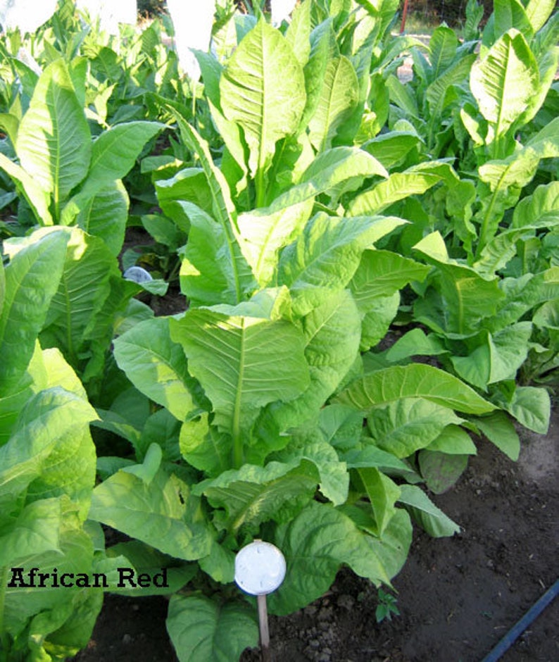 1000 African Red Tobacco Seeds Bright Leaf Nicotiana Tabacum High Nic image 2