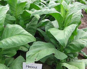 1000 Madole Tobacco Seeds ~ Heirloom ~ Rich Flavor ~ Dark Variety
