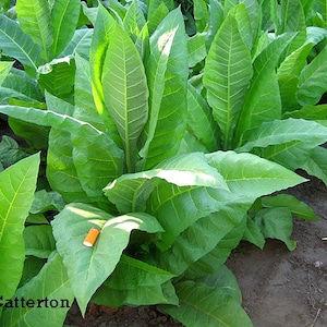1000 Catterton Tobacco Seeds ~ Heirloom Nicotiana Tabacum ~ Air Cure Variety