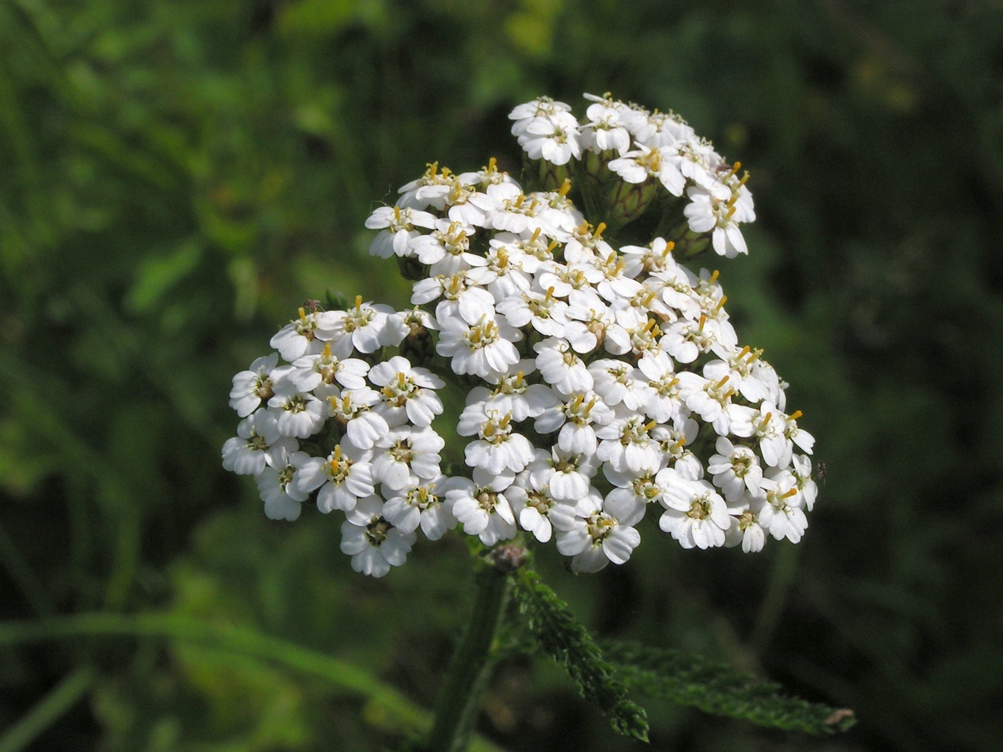 White Yarrow Seeds Achillea Millefolium Medicinal Etsy Canada