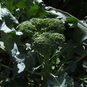May include: A close-up of a large, green broccoli head growing in a garden. The broccoli is surrounded by large, green leaves.