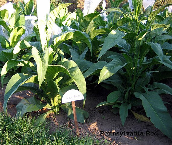 ordering tobacco from overseas Can I ship cigarettes to the USA? ordering tobacco from overseas Can I ship cigarettes to the USA?