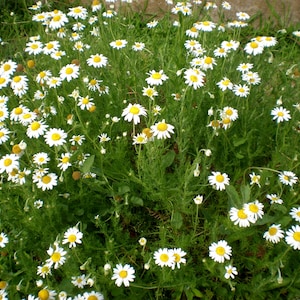 500 Roman Chamomile Seeds - Chamaemelum Nobile | Non-GMO, Medicinal & Culinary Herb - View #4
