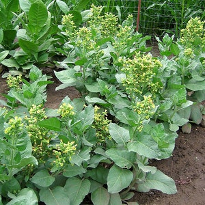 1000 Punche rustica Nicotiana Seeds Nic. Rustica Sacred FAST GROWING image 2