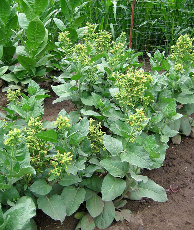 1000 Punche rustica Nicotiana Seeds Nic. Rustica Sacred FAST GROWING image 2