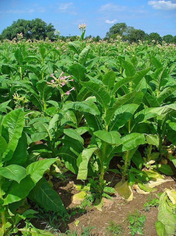 criollo tobacco 1000 Criollo 98 Tobacco Seeds ~ Nicotiana Tabacum ~ Great for Cigars