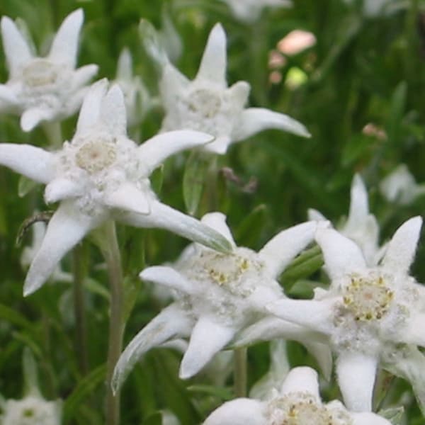 500 Leontopodium alpinum Seeds - Edelweiss Seeds