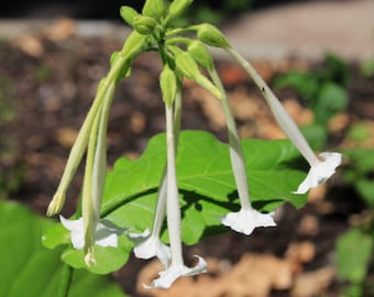 3000 Nicotiana Sylvestris Seeds - Woodland Tobacco - Flowering Tobacco