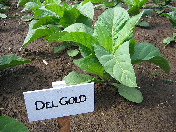 1000 Del Gold Tobacco Seeds ~ Heirloom ~ High Yield ~ Fast Growing!