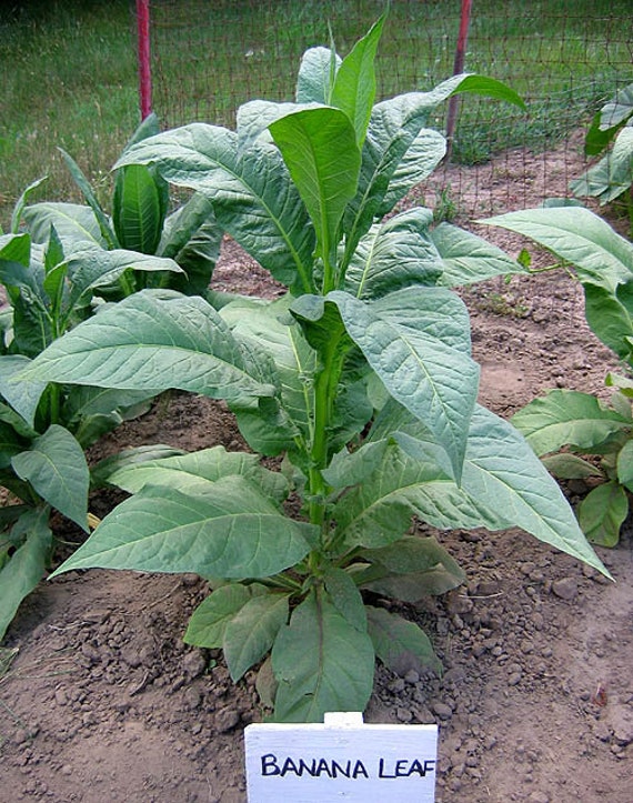 1000 Banana Leaf Tobacco Seeds ~ Heirloom Non-gmo ~ Virginian Tobacco