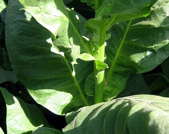 honey rose tobacco Honeyrose Deluxe