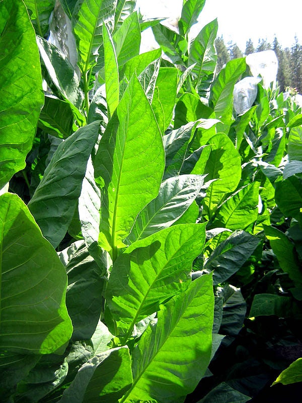 criollo tobacco Cuban Criollo 98 1000 Corojo 99 Tobacco Seeds