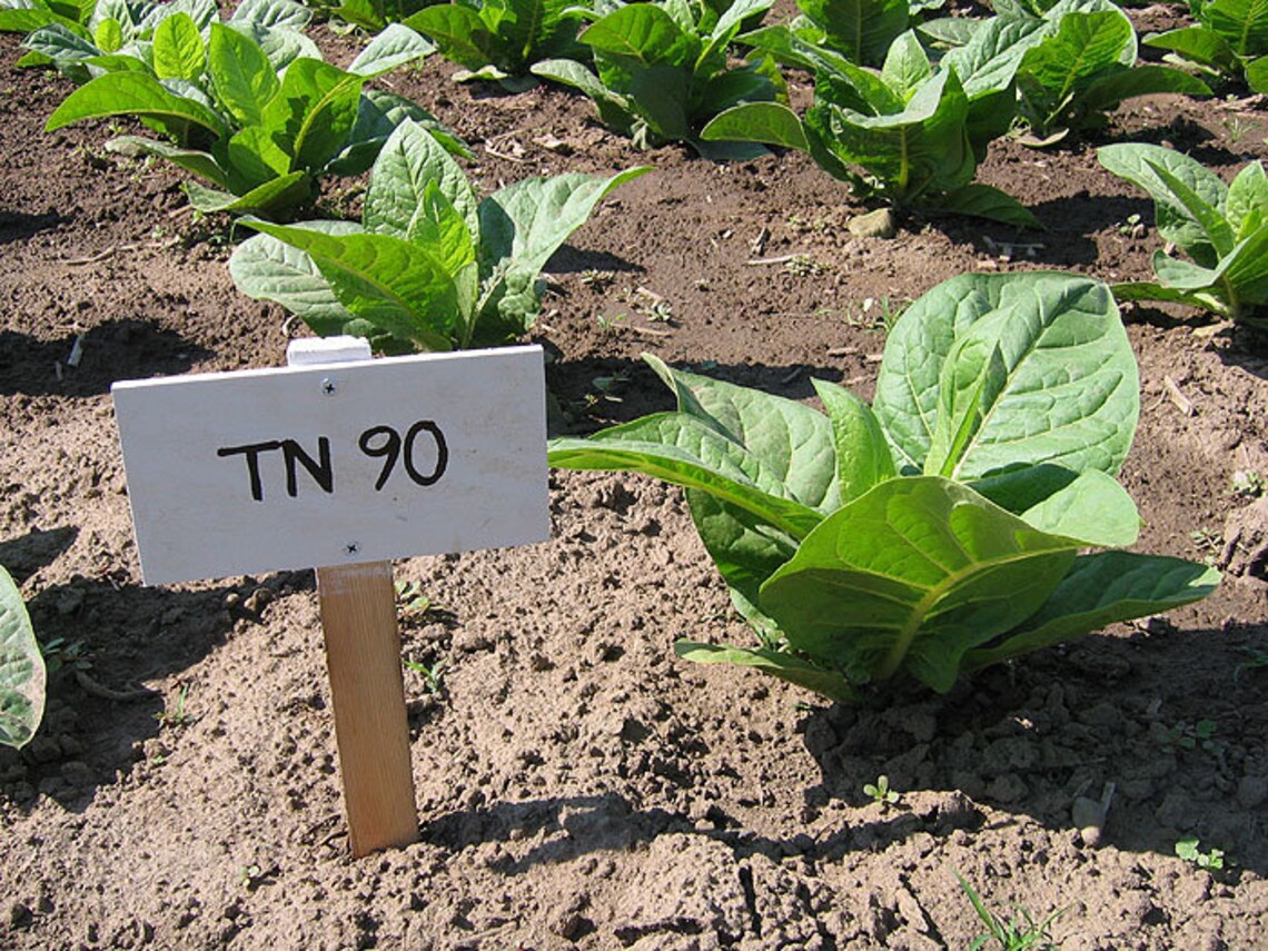 1000 Tennessee 90 Tobacco Seeds Heirloom Nicotiana Tabacum Etsy