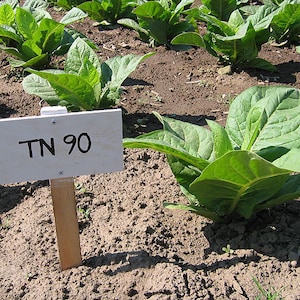 1000 TN 90 Tobacco Seeds ~ Heirloom Nicotiana Tabacum ~ Early High Yield!