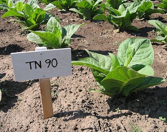 1000 graines de tabac TN 90 ~ héritage Nicotiana Tabacum ~ début de rendement élevé !