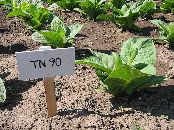 1000 TN 90 Tobacco Seeds ~ Heirloom Nicotiana Tabacum ~ Early High Yield!
