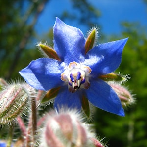 150 Borage Seeds - Borago officinalis seeds - Deer resistant - Flowers - Herb