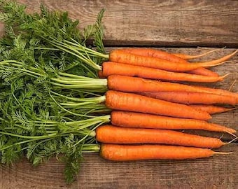 500 Scarlet Nantes Carrot Seeds - Non-GMO Heirloom Carrot Seeds