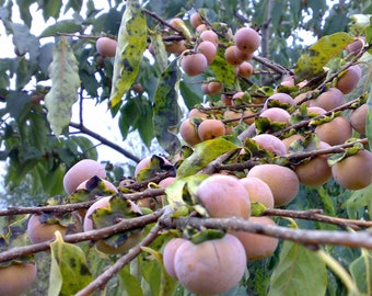 15 Date Plum Seeds - Diospyros lotus - Non-GMO Fruit Seeds