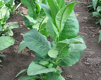 1000 Southern Beauty Tobacco Seeds ~ Heirloom ~ Quick and Vigorous Grower