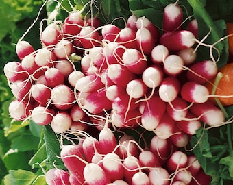 500 French Breakfast Radish Seeds - Non-GMO Heirloom Radish - FAST and EASY!