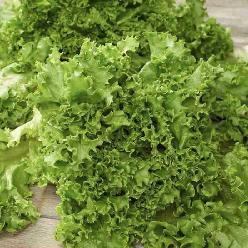 4000 Gourmet Lettuce Seed Mix 5 Varieties Bulk Seed Etsy