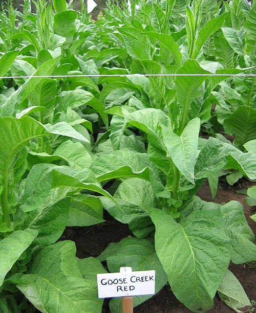 1000 Goose Creek Red Tobacco Seeds ~ Heirloom ~ Dark Virginian Nicotiana