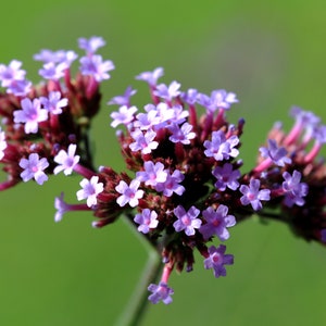 175 Verbena bonariensis Seeds - Vervain - Drought Tolerant - Attract Butterflies