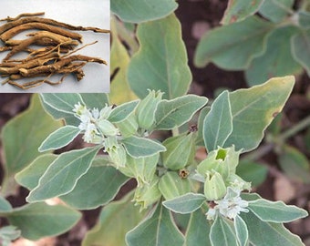 50 Ashwagandha Seeds - Organic - Withania somnifera - Indian ginseng
