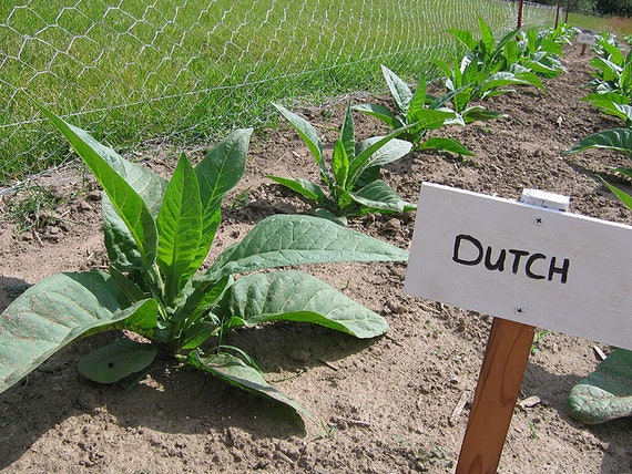 pipe tobacco seeds 1000 Ohio Dutch Tobacco Seeds - Nicotiana Tabacum - Cigar or Pipe Tobacco