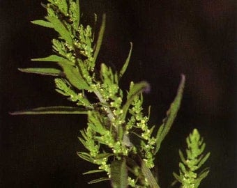250 Epazote Seeds - Chenopodium Ambrosoides - Dysphania ambrosioides