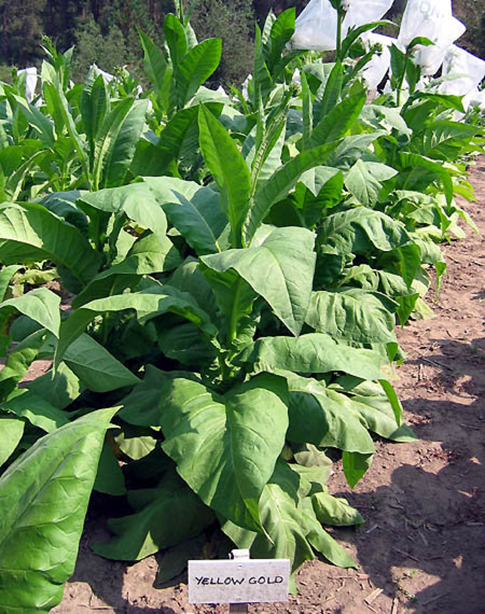 1000 Yellow Gold Tobacco Seeds Heirloom Nongmo Nicotiana Tabacum