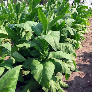 1000 Yellow Gold Tobacco Seeds ~ Heirloom Non-GMO Nicotiana Tabacum
