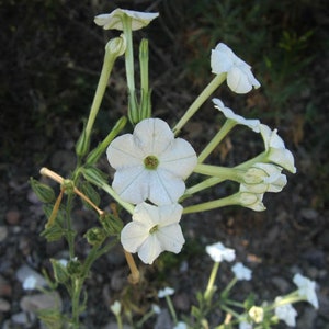 1000 Nicotiana acuminata var. multiflora Tobacco Seeds image 5