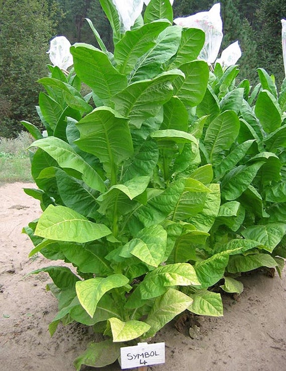 importing tobacco for personal use uk UK passes sweeping law to create smoke-free generation