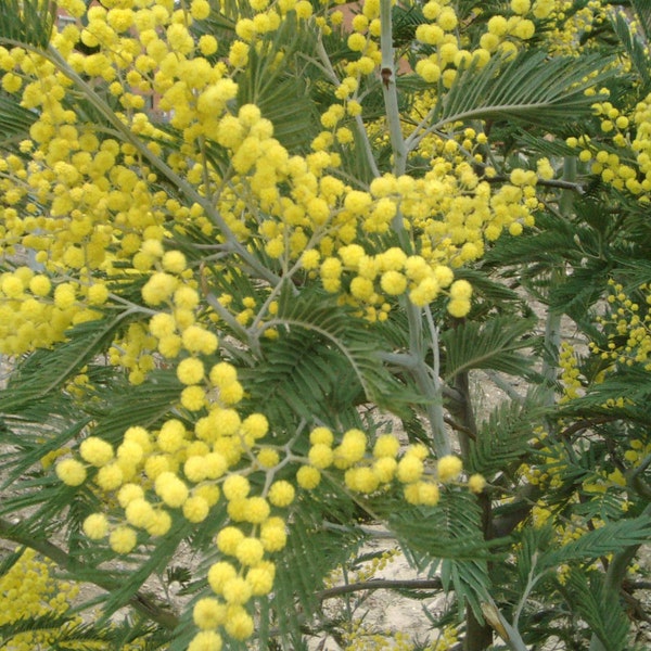 Acacia dealbata seeds - Silver Wattle Mimosa seeds - 25, 50, 100, or 250