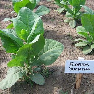 May include: A close-up of a tobacco plant with large green leaves. A white sign with black lettering reads "Florida Sumatra".