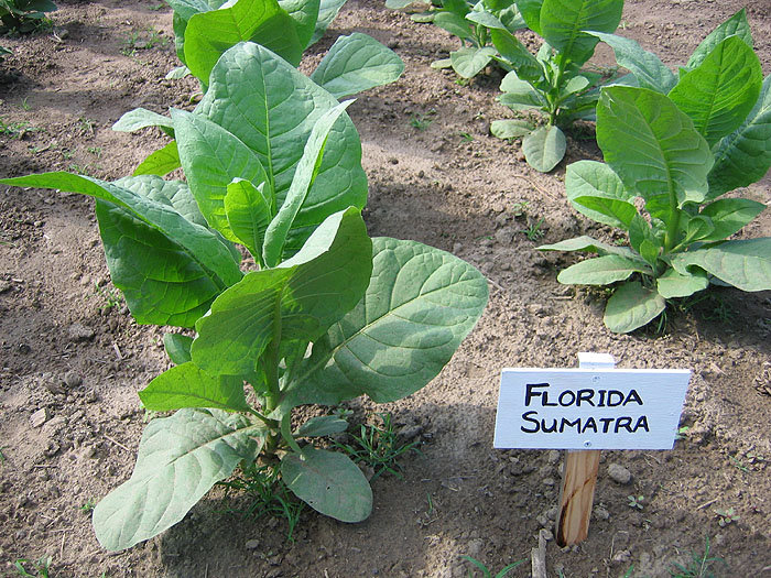 cuban tobacco seeds Cuban Tobacco Seed