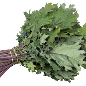 2,000 Kale Seeds - Russian Red Kale - Non-GMO Heirloom Kale