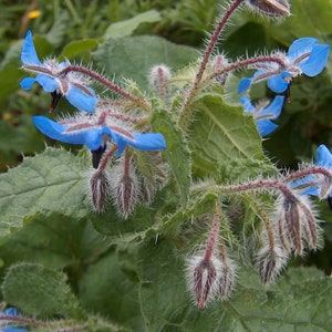 150 Borage Seeds - Borago Officinalis Seeds - Deer Resistant - Flowers ...