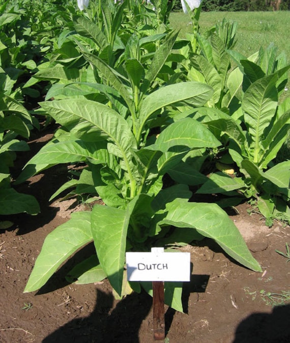 ohio dutch tobacco 1000 Ohio Dutch Tobacco Seeds - Nicotiana Tabacum - Cigar or Pipe Tobacco