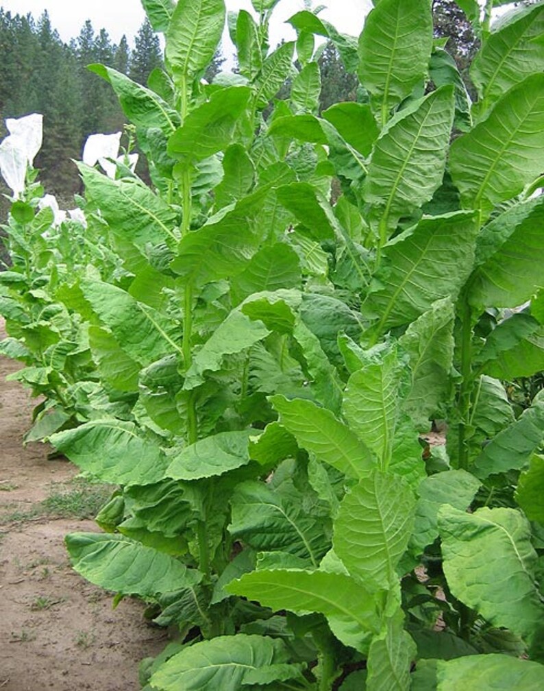 1000 Connecticut Shade Tobacco Seeds Fine Cigar Wrapper Etsy
