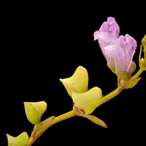 Scutellaria lateriflora seeds - Blue Skullcap - Mad Dog Skullcap - Scullcap