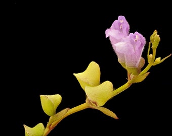 Scutellaria lateriflora seeds - Blue Skullcap - Mad Dog Skullcap - Scullcap