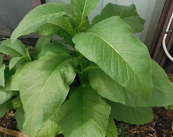 maryland 609 tobacco Maryland 609 Tobacco- RARE Heirloom Seeds
