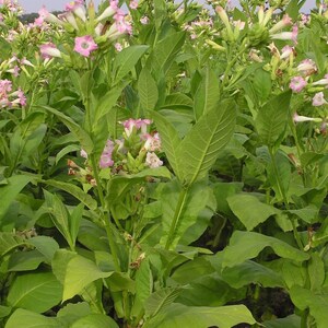 thumbnail image 2 of 100 Sacred Aztec Rustica Organic Tobacco Seeds – Nicotiana Heirloom (NightShade Farm) 2 of 5