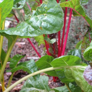 250 Rainbow Swiss Chard - Non-GMO Heirloom - Open Pollinated